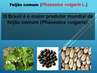 Feijão comum (Phaseolus vulgaris L.)
O Brasil é o maior produtor mundial de
feijão comum (Phaseolus vulgaris).
 