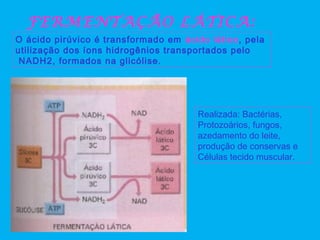 FERMENTAÇÃO LÁTICA:
O ácido pirúvico é transformado em ácido lático, pela
utilização dos íons hidrogênios transportados pelo
NADH2, formados na glicólise.
Realizada: Bactérias,
Protozoários, fungos,
azedamento do leite,
produção de conservas e
Células tecido muscular.
 