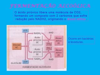 FERMENTAÇÃO ALCOÓLICA
O ácido pirúvico libera uma molécula de CO2,
formando um composto com 2 carbonos que sofre
redução pelo NADH2, originando o álcool etílico.
Ocorre em bactérias
e leveduras.
 