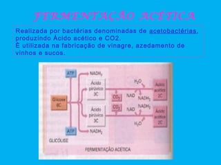 FERMENTAÇÃO ACÉTICA
Realizada por bactérias denominadas de acetobactérias,
produzindo Ácido acético e CO2.
È utilizada na fabricação de vinagre, azedamento de
vinhos e sucos.
 