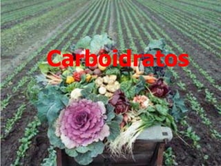 Carboidratos
 
