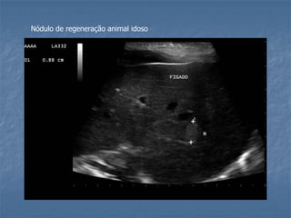 Nódulo de regeneração animal idoso
 