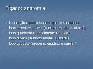 Fígado: anatomia
 Lobulação (quatro lobos e quatro sublobos):
- lobo lateral esquerdo (sublobo medial e lateral);
- lobo quadrado (parcialmente fundido)
- lobo direito (sublobo medial e lateral)
- lobo caudato (processo caudato e papilar)
 