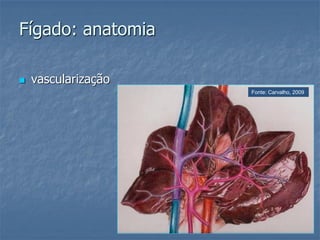 Fígado: anatomia
 vascularização
Fonte: Carvalho, 2009
 
