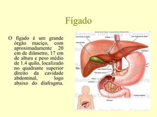 Fígado
O fígado é um grande
órgão maciço, com
aproximadamente 20
cm de diâmetro, 17 cm
de altura e peso médio
de 1.4 quilo, localizado
no quadrante superior
direito da cavidade
abdominal, logo
abaixo do diafragma.
 