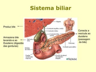 Armazena bile
levando-a ao
Duodeno (digestão
das gorduras)
Produz bile
Conecta a
vesícula ao
duodeno
(passagem
da bile)
Sistema biliar
 