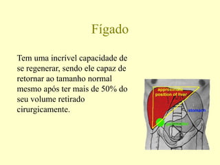 Fígado
Tem uma incrível capacidade de
se regenerar, sendo ele capaz de
retornar ao tamanho normal
mesmo após ter mais de 50% do
seu volume retirado
cirurgicamente.
 