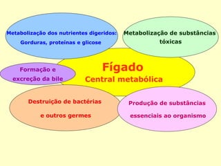Fígado
Central metabólica
Metabolização dos nutrientes digeridos:
Gorduras, proteínas e glicose
Metabolização de substâncias
tóxicas
Destruição de bactérias
e outros germes
Produção de substâncias
essenciais ao organismo
Formação e
excreção da bile
 
