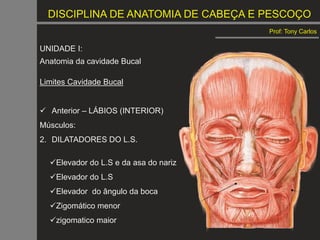 DISCIPLINA DE ANATOMIA DE CABEÇA E PESCOÇO
Prof: Tony Carlos
UNIDADE I:
Anatomia da cavidade Bucal
Limites Cavidade Bucal
 Anterior – LÁBIOS (INTERIOR)
Músculos:
2. DILATADORES DO L.S.
Elevador do L.S e da asa do nariz
Elevador do L.S
Elevador do ângulo da boca
Zigomático menor
zigomatico maior
 