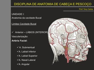 DISCIPLINA DE ANATOMIA DE CABEÇA E PESCOÇO
Prof: Tony Carlos
UNIDADE I:
Anatomia da cavidade Bucal
Limites Cavidade Bucal
 Anterior – LÁBIOS (INTERIOR)
Vascularização:
Artéria Facial:
 A. Submentual
A. Labial Inferior
A. Labial Superior
A. Nasal Lateral
A. Angular
 