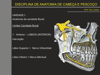 DISCIPLINA DE ANATOMIA DE CABEÇA E PESCOÇO
Prof: Tony Carlos
UNIDADE I:
Anatomia da cavidade Bucal
Limites Cavidade Bucal
 Anterior – LÁBIOS (INTERIOR)
Inervação:
Lábio Superior = Nervo Infraorbital
Lábio Inferior = Nervo Mentual
 