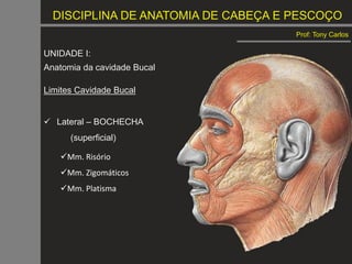 DISCIPLINA DE ANATOMIA DE CABEÇA E PESCOÇO
Prof: Tony Carlos
UNIDADE I:
Anatomia da cavidade Bucal
Limites Cavidade Bucal
 Lateral – BOCHECHA
(superficial)
Mm. Risório
Mm. Zigomáticos
Mm. Platisma
 