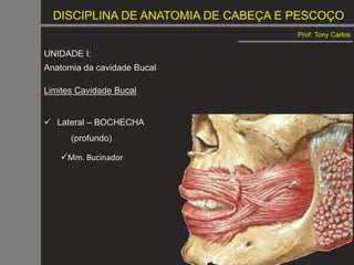 DISCIPLINA DE ANATOMIA DE CABEÇA E PESCOÇO
Prof: Tony Carlos
UNIDADE I:
Anatomia da cavidade Bucal
Limites Cavidade Bucal
 Lateral – BOCHECHA
(profundo)
Mm. Bucinador
 