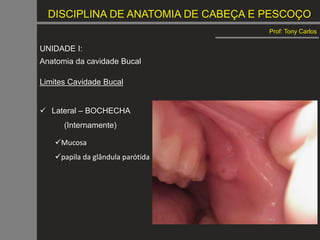 DISCIPLINA DE ANATOMIA DE CABEÇA E PESCOÇO
Prof: Tony Carlos
UNIDADE I:
Anatomia da cavidade Bucal
Limites Cavidade Bucal
 Lateral – BOCHECHA
(Internamente)
Mucosa
papila da glândula parótida
 