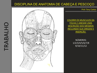 DISCIPLINA DE ANATOMIA DE CABEÇA E PESCOÇO
Prof: Tony Carlos
TRABALHO
COLORIR OS MUSCULOS DA
FOLHA E ANEXAR UMA
DESCRIÇÃO DOS MESMOS
INCLUINDO SUA ORIGEM E
INSERÇÃO.
NÚMEROS:
1/2/3/4/5/6/7/8
9/10/11/12
 