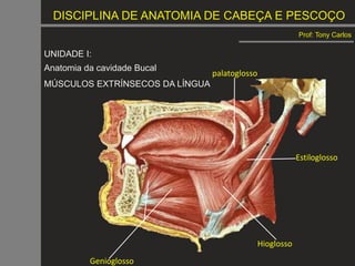 DISCIPLINA DE ANATOMIA DE CABEÇA E PESCOÇO
Prof: Tony Carlos
Genioglosso
Hioglosso
Estiloglosso
palatoglosso
UNIDADE I:
Anatomia da cavidade Bucal
MÚSCULOS EXTRÍNSECOS DA LÍNGUA
 