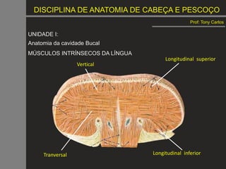 DISCIPLINA DE ANATOMIA DE CABEÇA E PESCOÇO
Prof: Tony Carlos
UNIDADE I:
Anatomia da cavidade Bucal
MÚSCULOS INTRÍNSECOS DA LÍNGUA
Longitudinal superior
Longitudinal inferior
Vertical
Tranversal
 