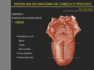 DISCIPLINA DE ANATOMIA DE CABEÇA E PESCOÇO
Prof: Tony Carlos
UNIDADE I:
Anatomia da cavidade Bucal
 LÍNGUA
Dividida em 1/3:
Ápice
Corpo
Raiz ou Base
Dorso (papilas)
Ventre (frenulo)
 