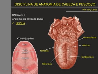 DISCIPLINA DE ANATOMIA DE CABEÇA E PESCOÇO
Prof: Tony Carlos
UNIDADE I:
Anatomia da cavidade Bucal
 LÍNGUA
Dorso (papilas) circunvaladas
cônicas
filiformes
fungiformes
folhadas
 