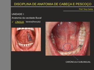 DISCIPLINA DE ANATOMIA DE CABEÇA E PESCOÇO
Prof: Tony Carlos
UNIDADE I:
Anatomia da cavidade Bucal
 LÍNGUA Ventre(frenulo)
CARÚNCULA SUBLINGUAL
 