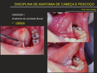 DISCIPLINA DE ANATOMIA DE CABEÇA E PESCOÇO
Prof: Tony Carlos
UNIDADE I:
Anatomia da cavidade Bucal
 LÍNGUA
 