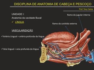 DISCIPLINA DE ANATOMIA DE CABEÇA E PESCOÇO
Prof: Tony Carlos
UNIDADE I:
Anatomia da cavidade Bucal
 LÍNGUA
VASCULARIZAÇÃO
Artéria Lingual = artéria profunda da língua
Veia lingual = veia profunda da língua
Ramo da carótida externa
Ramo da jugular interna
 