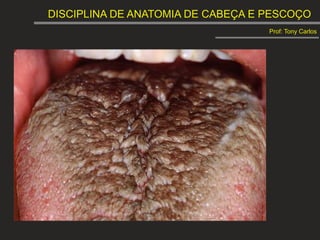 DISCIPLINA DE ANATOMIA DE CABEÇA E PESCOÇO
Prof: Tony Carlos
 