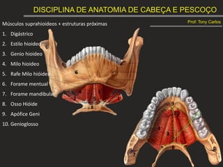 DISCIPLINA DE ANATOMIA DE CABEÇA E PESCOÇO
Prof: Tony Carlos
Músculos suprahioideos + estruturas próximas
1. Digástrico
2. Estilo hioideo
3. Genio hioideo
4. Milo hioideo
5. Rafe Milo hióidea
6. Forame mentual
7. Forame mandibular
8. Osso Hióide
9. Apófice Geni
10. Genioglosso
1
1
2
3
4
4
5
6
7
8
8
9
10
 