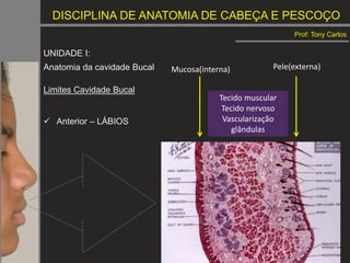 DISCIPLINA DE ANATOMIA DE CABEÇA E PESCOÇO
Prof: Tony Carlos
UNIDADE I:
Anatomia da cavidade Bucal
Limites Cavidade Bucal
 Anterior – LÁBIOS
Tecido muscular
Tecido nervoso
Vascularização
glândulas
Pele(externa)
Mucosa(interna)
 