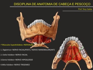 DISCIPLINA DE ANATOMIA DE CABEÇA E PESCOÇO
Prof: Tony Carlos
1
1
2
3
4
4
Músculos Suprahióideos: INERVAÇÃO
1. Digástrico= NERVO FACIAL(POST) / NERVO MANDIBULAR(ANT)
2. Estilo hióideo= NERVO FACIAL
3.Genio hióideo= NERVO HIPOGLOSSO
4.Milo hióideo= NERVO TRIGEMEO
 