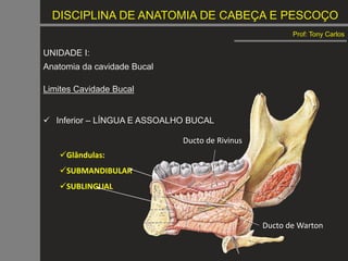 DISCIPLINA DE ANATOMIA DE CABEÇA E PESCOÇO
Prof: Tony Carlos
UNIDADE I:
Anatomia da cavidade Bucal
Limites Cavidade Bucal
 Inferior – LÍNGUA E ASSOALHO BUCAL
Glândulas:
SUBMANDIBULAR
SUBLINGUAL
Ducto de Warton
Ducto de Rivinus
 