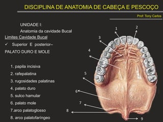 DISCIPLINA DE ANATOMIA DE CABEÇA E PESCOÇO
Prof: Tony Carlos
UNIDADE I:
Anatomia da cavidade Bucal
Limites Cavidade Bucal
 Superior E posterior–
PALATO DURO E MOLE
1. papila incisiva
2. rafepalatina
3. rugosidades palatinas
4. palato duro
5. sulco hamular
6. palato mole
7.arco palatoglosso
8. arco palatofaríngeo
1 2
3
4
5
6
7
8
9
 