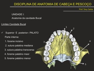 DISCIPLINA DE ANATOMIA DE CABEÇA E PESCOÇO
Prof: Tony Carlos
UNIDADE I:
Anatomia da cavidade Bucal
Limites Cavidade Bucal
 Superior E posterior– PALATO
Parte interna:
1. forame incisivo
2. sutura palatina mediana
3. sutura palatina transversa
4. forame palatino maor
5. forame palatino menor
1
2
3 4
5
 