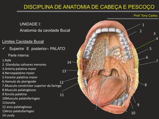 DISCIPLINA DE ANATOMIA DE CABEÇA E PESCOÇO
Prof: Tony Carlos
UNIDADE I:
Anatomia da cavidade Bucal
1
2
3
4
5
6
7
8
9
10
11
12
13
14
Limites Cavidade Bucal
 Superior E posterior– PALATO
Parte interna:
1.Rafe
2. Glandulas salivares menores
3.Arteria palatina maior
4.Nervopalatino maior
5.Forame palatino maior
6.Hamulo do pterigoide
7.Musculo constrictor superior da faringe
8.Musculo palatoglosso
9.Tonsila palatina
10Musculo palatofaríngeo
11tonsila
12 arco palatoglosso
13Arco palatofaríngeo
14 uvula
 