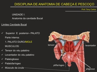 DISCIPLINA DE ANATOMIA DE CABEÇA E PESCOÇO
Prof: Tony Carlos
UNIDADE I:
Anatomia da cavidade Bucal
Limites Cavidade Bucal
 Superior E posterior– PALATO
Parte interna:
1. PALATO DURO/MOLE
MUSCULOS:
 Tensor do véu palatino
 Levantador do véu palatino
 Palatoglosso
 Palatofaríngeo
 Músculo da úvula
tensor levantador
pltfaríngeo
pltglosso
 