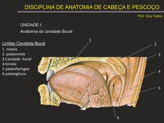 DISCIPLINA DE ANATOMIA DE CABEÇA E PESCOÇO
Prof: Tony Carlos
UNIDADE I:
Anatomia da cavidade Bucal
Limites Cavidade Bucal
1. maxila
2. palatomole
3.Cavidade bucal
4.tonsila
5 palatofaríngeo
6 palatoglosso
1
2
3
4
5
6
 