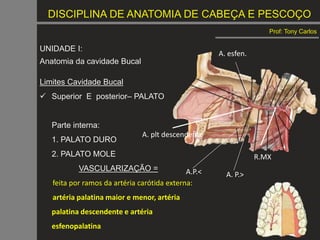 DISCIPLINA DE ANATOMIA DE CABEÇA E PESCOÇO
Prof: Tony Carlos
UNIDADE I:
Anatomia da cavidade Bucal
Limites Cavidade Bucal
 Superior E posterior– PALATO
Parte interna:
1. PALATO DURO
2. PALATO MOLE
VASCULARIZAÇÃO =
feita por ramos da artéria carótida externa:
artéria palatina maior e menor, artéria
palatina descendente e artéria
esfenopalatina
R.MX
A. plt descendente
A. P.>
A.P.<
A. esfen.
 