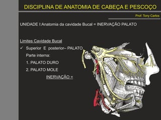 DISCIPLINA DE ANATOMIA DE CABEÇA E PESCOÇO
Prof: Tony Carlos
UNIDADE I:Anatomia da cavidade Bucal = INERVAÇÃO PALATO
Limites Cavidade Bucal
 Superior E posterior– PALATO
Parte interna:
1. PALATO DURO
2. PALATO MOLE
INERVAÇÃO =
 