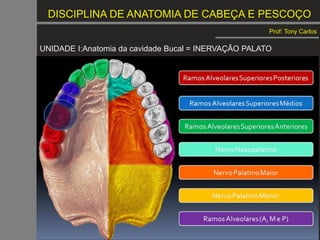 DISCIPLINA DE ANATOMIA DE CABEÇA E PESCOÇO
Prof: Tony Carlos
UNIDADE I:Anatomia da cavidade Bucal = INERVAÇÃO PALATO
Limites Cavidade Bucal
 Superior – PALATO
Parte interna:
1. PALATO DURO
2. PALATO MOLE
INERVAÇÃO =
feita por ramos da artéria carótida externa:
artéria palatina maior, artéria palatina
ascendente e ramos da artéria faríngea
ascendente
 
