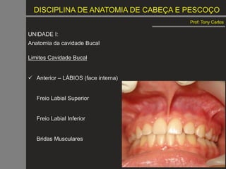 DISCIPLINA DE ANATOMIA DE CABEÇA E PESCOÇO
Prof: Tony Carlos
UNIDADE I:
Anatomia da cavidade Bucal
Limites Cavidade Bucal
 Anterior – LÁBIOS (face interna)
Freio Labial Superior
Freio Labial Inferior
Bridas Musculares
 