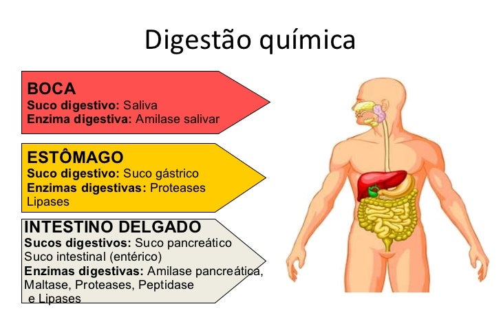 Aula Fisiologia_Sistema Digestório