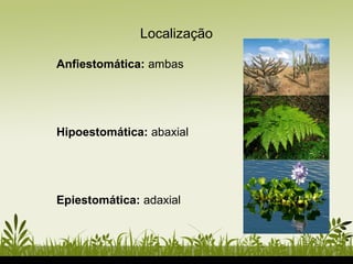 Localização
Anfiestomática: ambas
Hipoestomática: abaxial
Epiestomática: adaxial
 