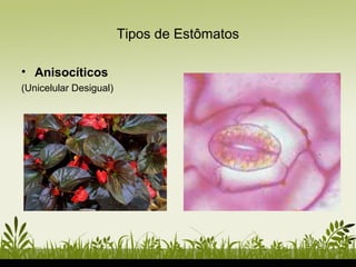 Tipos de Estômatos
• Anisocíticos
(Unicelular Desigual)
 