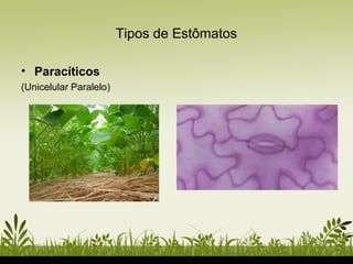 Tipos de Estômatos
• Paracíticos
(Unicelular Paralelo)
 