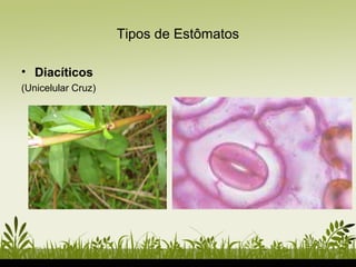 Tipos de Estômatos
• Diacíticos
(Unicelular Cruz)
 