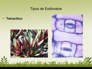 Tipos de Estômatos
• Tetracítico
 