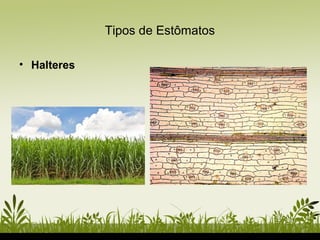 Tipos de Estômatos
• Halteres
 
