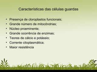 Características das células guardas
• Presença de cloroplastos funcionais;
• Grande número de mitocôndrias;
• Núcleo proeminente;
• Grande ocorrência de enzimas;
• Teores de cálcio e potássio;
• Corrente citoplasmática;
• Maior resistência
 