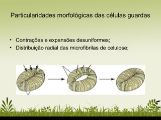 Particularidades morfológicas das células guardas
• Contrações e expansões desuniformes;
• Distribuição radial das microfibrilas de celulose;
 