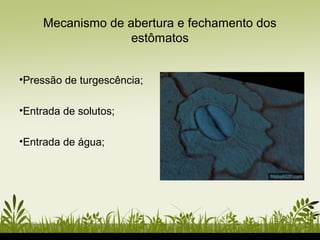 Mecanismo de abertura e fechamento dos
estômatos
•Pressão de turgescência;
•Entrada de solutos;
•Entrada de água;
 